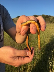 Diadophis punctatus modestus