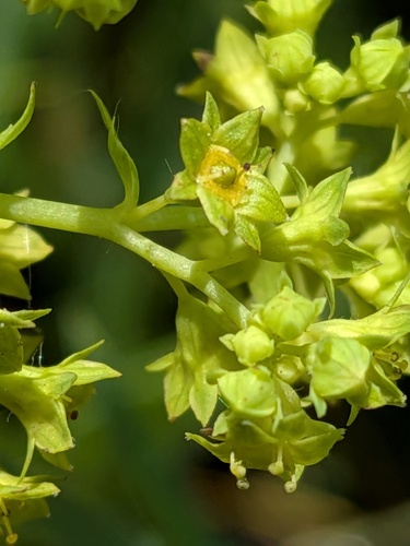 Alchemilla glabra, photograph 4