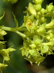 (c) Jamie O'Neill, some rights reserved (CC BY) Alchemilla glabra, photograph (c) Jamie O'Neill, some rights reserved (CC BY)