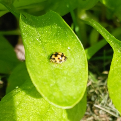 Fourteen-spotted Lady Beetle