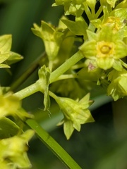 (c) Jamie O'Neill, some rights reserved (CC BY) Alchemilla glabra, photograph (c) Jamie O'Neill, some rights reserved (CC BY)