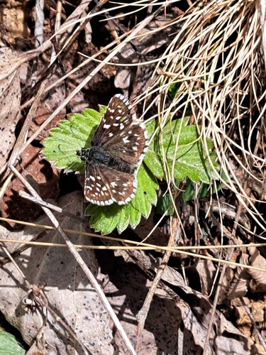 Grizzled Skipper