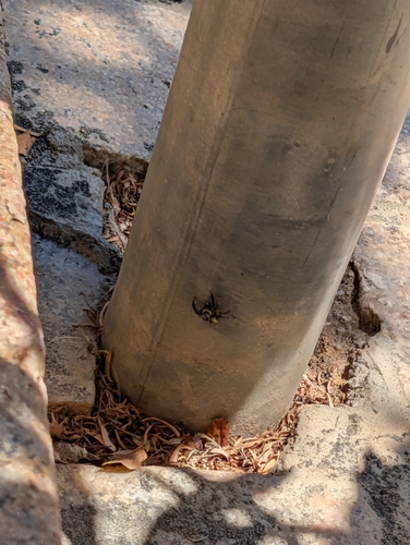 Prodigal Jumping Spider