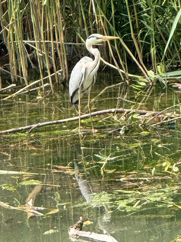 Grey Heron