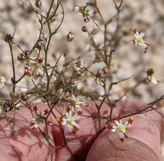 Nemacladus rubescens