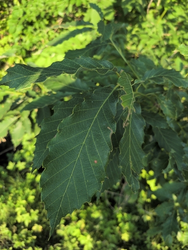 konara oak