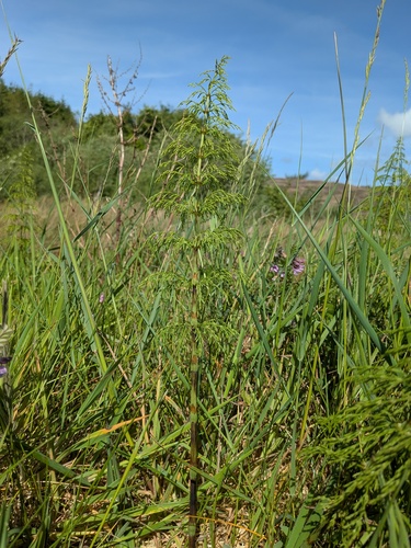 wood horsetail