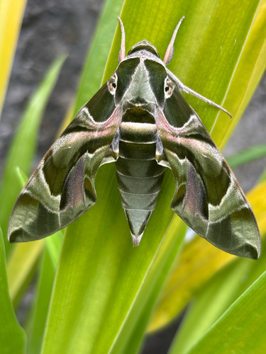 Oleander Hawkmoth
