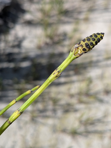 marsh horsetail