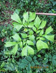 Anchomanes difformis