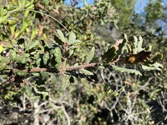 Quercus durata