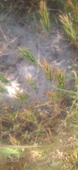 Bromus scoparius