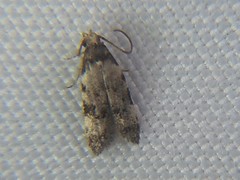 Taygete attributella