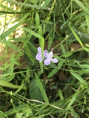 Pseuderanthemum variabile