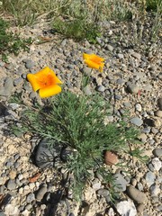 Eschscholzia californica californica
