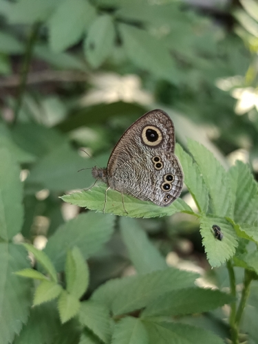 Common Five-ring