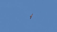 Buteo regalis