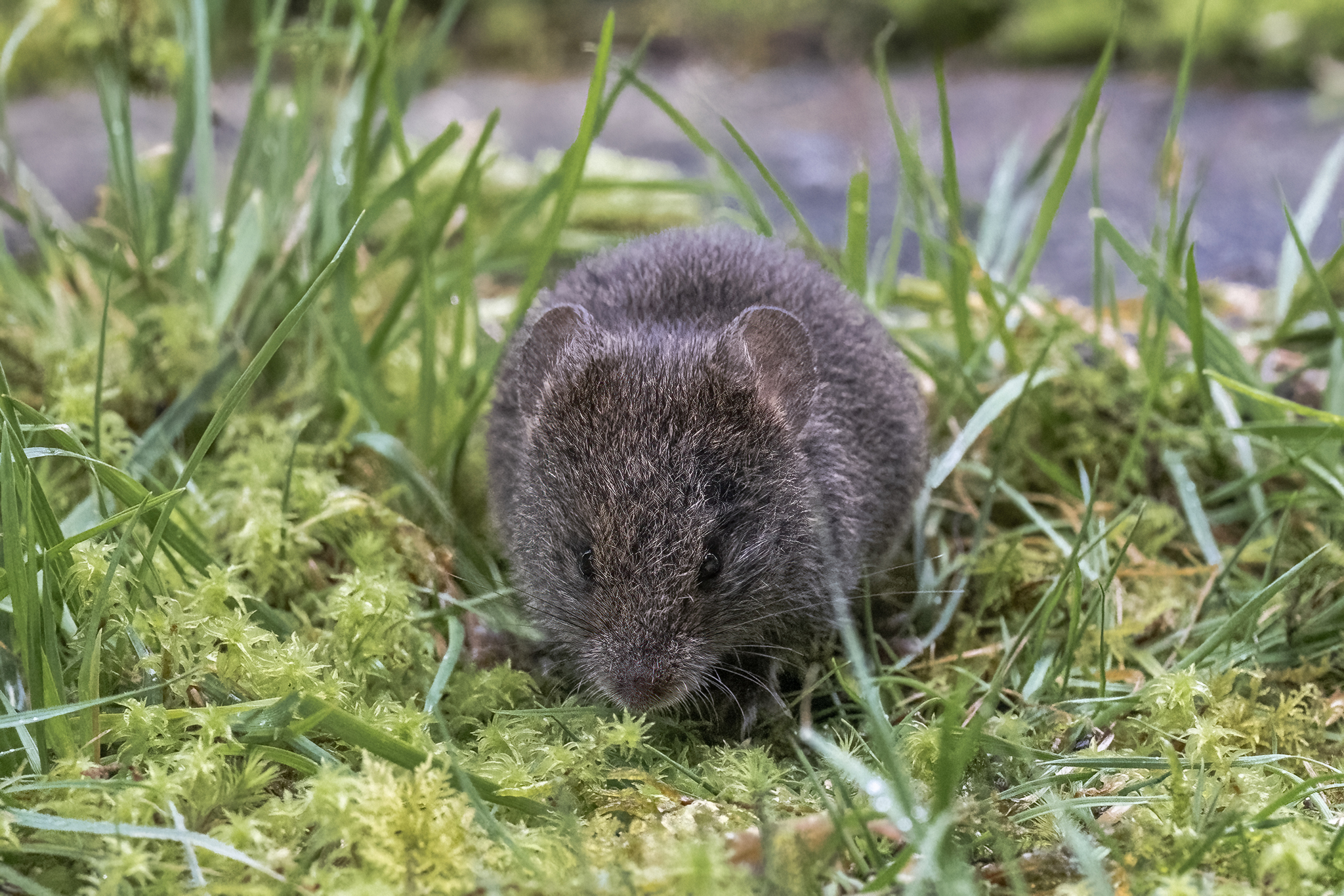 Bogota Grass Mouse photo 3