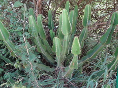 Euphorbia cooperi