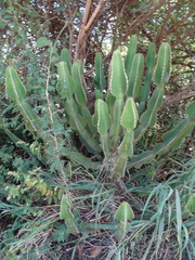 Euphorbia cooperi