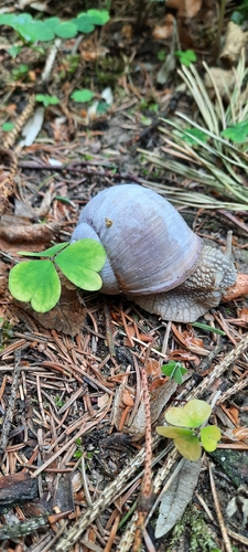 Roman Snail