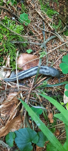 Ash-black Slug