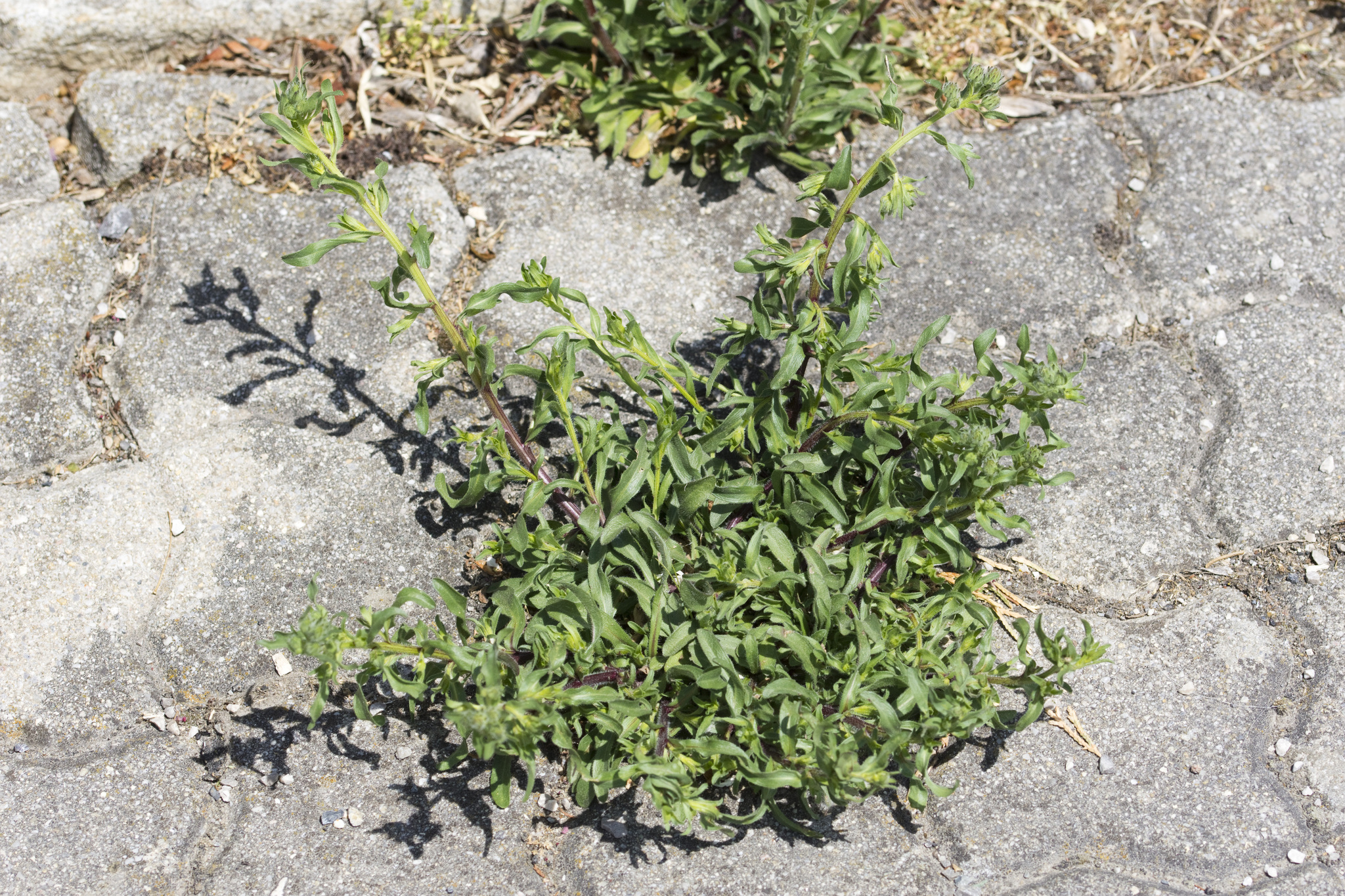 Erigeron de muro