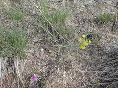 Lomatium simplex