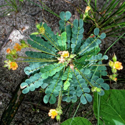 Biophytum umbraculum