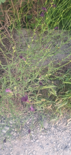 Dodartia orientalis, photograph 5