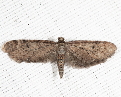 Eupithecia swettii