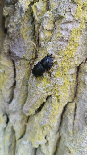 Lesser Stag Beetle