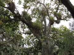 Tillandsia bourgaei