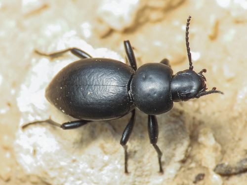 Tentyria italica