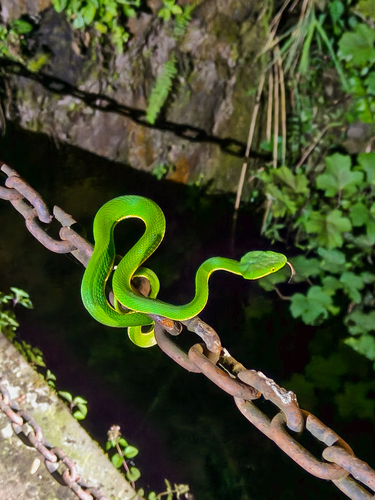 Huaxi Green Pitviper