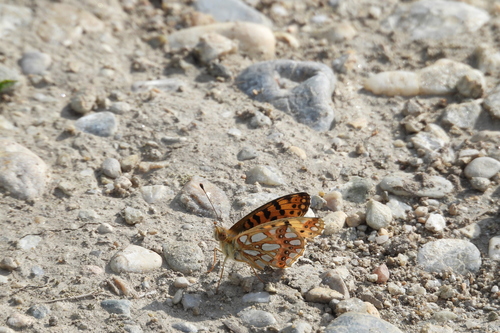 Queen of Spain Fritillary