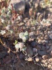 Stylocline micropoides