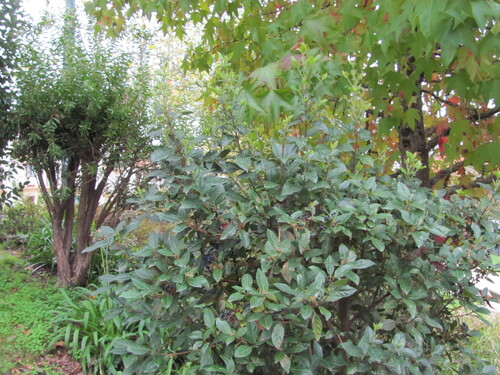 Viburnum tinus