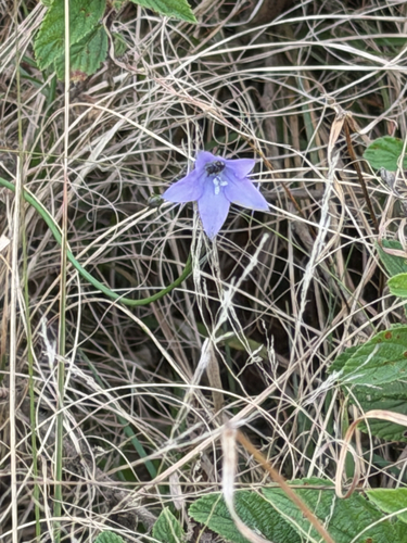Wahlenbergia undulata, photograph 2