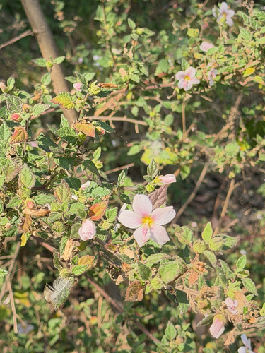 Pavonia columella, photograph 2