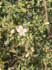 Pavonia columella
