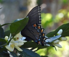 Papilio glaucus image
