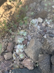 Stylocline micropoides