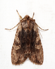 Lithophane hemina