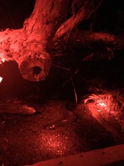 Anguilla dieffenbachii