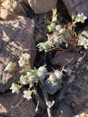 Stylocline micropoides