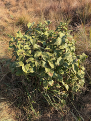 Vangueria infausta, photograph (c) alanbedfordshaw, some rights reserved (CC BY-SA)