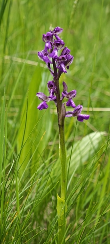 green-winged orchid