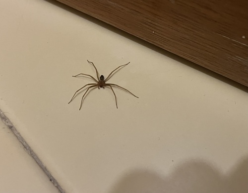 Mediterranean recluse