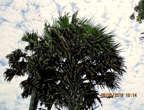 borassus palm